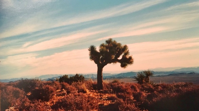Joshua Tree Joshua Tree